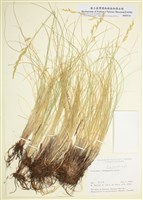 藏品(羊茅屬)的圖片